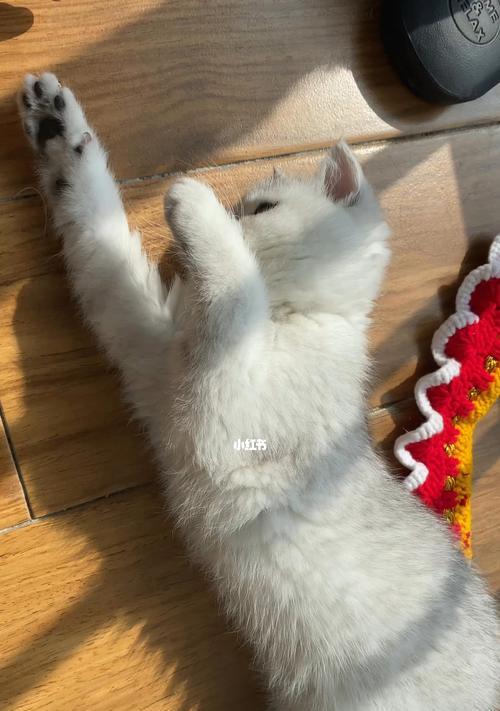 猫咪能否被绑（从宠物角度出发）