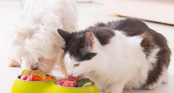 猫咪的饮食——虾米可否成为猫咪的美食（以宠物为主）