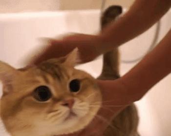 猫咪寄养全攻略（了解宠物寄养事项）