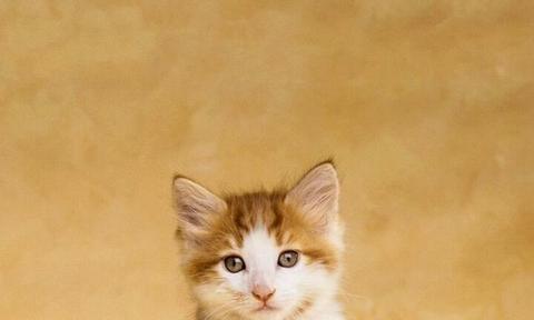 猫咪可以喝牛奶吗（探究宠物猫咪是否适合饮用牛奶）