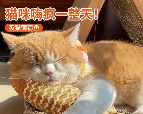 猫咪可以洗脸吗（猫咪的清洁习惯与注意事项）