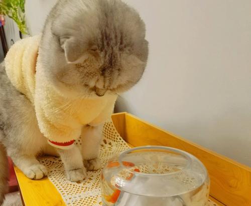 主题：猫咪只吃鱼，真的好吗？