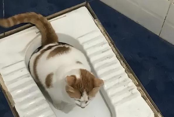 老猫的卫生间生活（探秘老猫卫生间的种种细节）