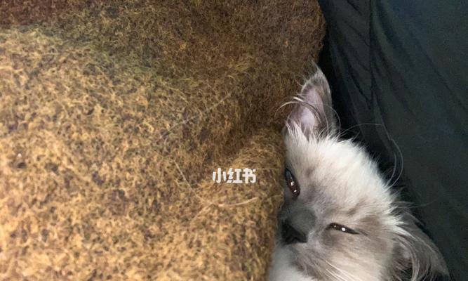 猫咪为什么老是挠自己（探究猫咪挠自己的原因与解决方法）