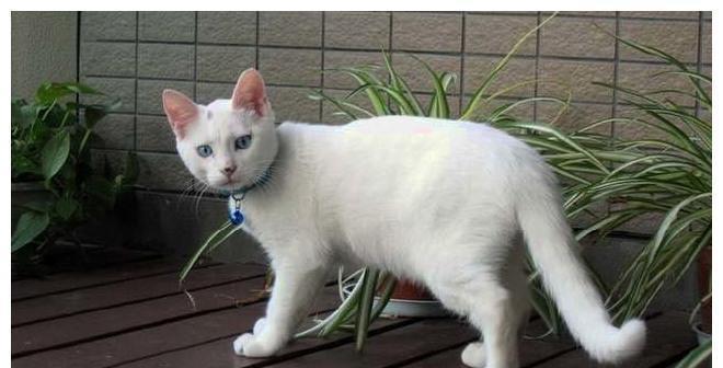 如何防止宠物猫咪冷到（宠物猫咪的保暖小贴士）