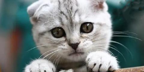 猫咪流泪该怎么办（宠物照顾的必备技能——解决猫咪流泪问题）