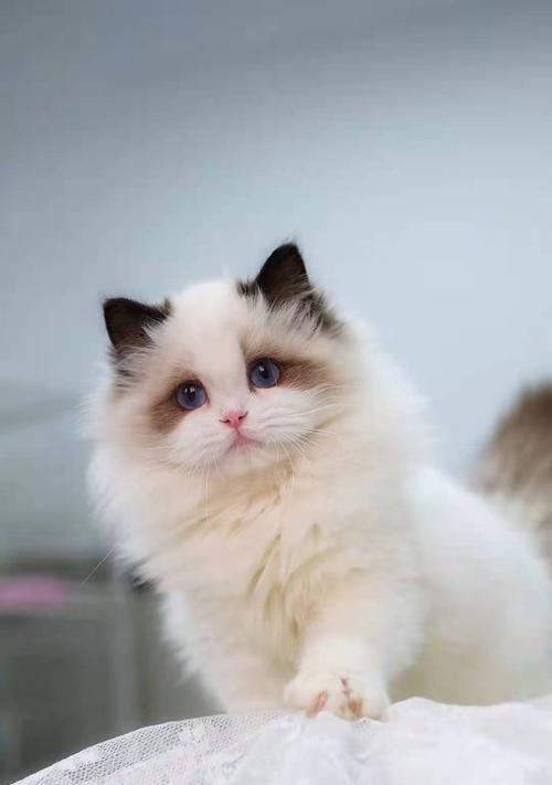 养猫买什么好处多（提升生活质量的秘诀）