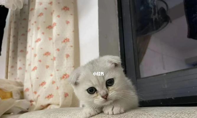 养猫买什么好处多（提升生活质量的秘诀）