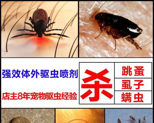 宠物猫满虫，该如何应对（从猫满虫的原因到治疗方式）