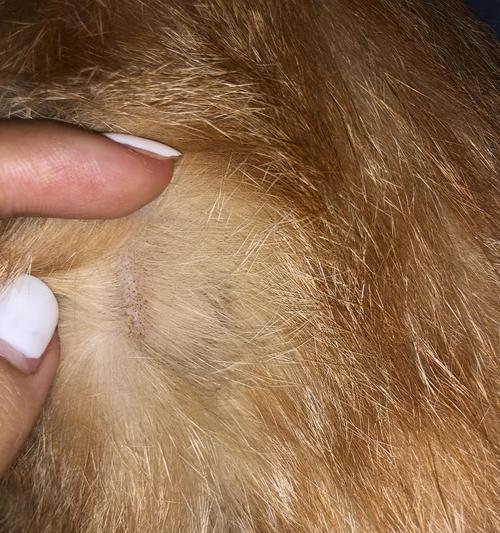如何治疗猫咪尾巴毛囊炎（探究尾巴毛囊炎的症状、原因和治疗方法）