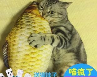 猫咪的饮食习惯——每天吃鱼虾的好处（宠物猫咪的饮食习惯）