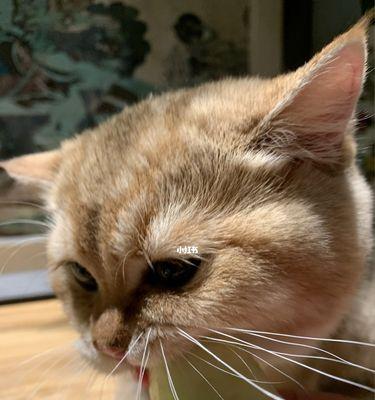 猫咪的饮食习惯——每天吃鱼虾的好处（宠物猫咪的饮食习惯）