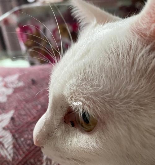 宠物猫咪内眼角发炎的原因和治疗方法（了解猫咪内眼角发炎的危害和预防措施）