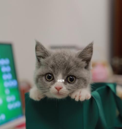 猫咪能否通过快递寄送（探究快递公司对猫咪的接受能力）