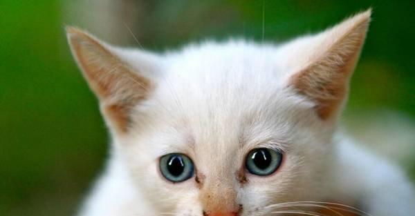 宠物猫咪可以吃蛋白吗（了解猫咪的饮食需求）