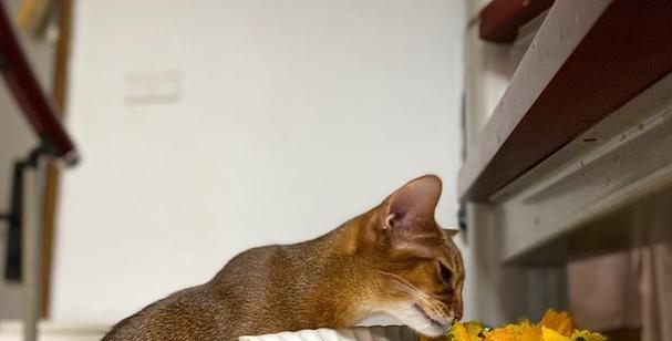猫咪能吃鸡肉肠吗（探寻猫咪饮食的秘密）