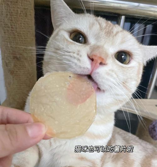 猫咪能吃鸡肉肠吗（探寻猫咪饮食的秘密）