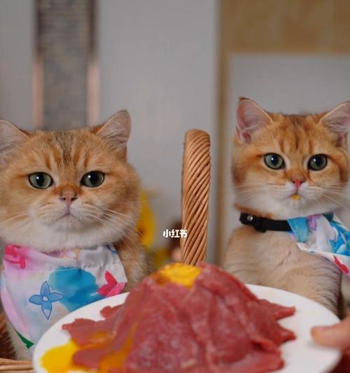 猫咪可以吃牛肉吗（宠物主人需知的喂食知识）