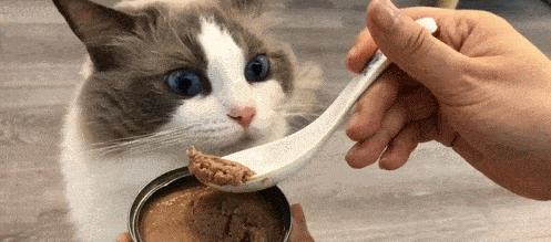 猫咪可以吃牛肉吗（宠物主人需知的喂食知识）