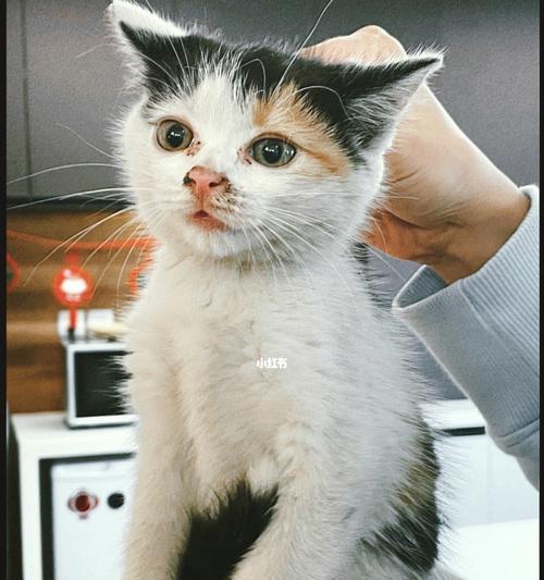 猫咪能吃甜的真相（探究猫咪对甜食的反应及注意事项）