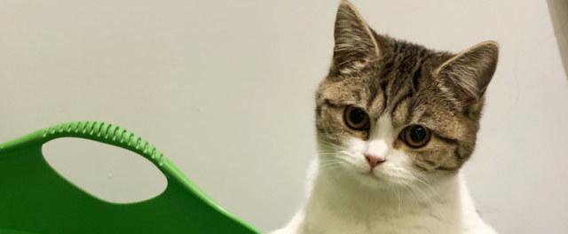 猫咪能吃甜的真相（探究猫咪对甜食的反应及注意事项）