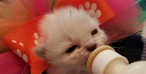 猫咪是否能喝母乳（探究猫咪喝母乳的真相与危害）