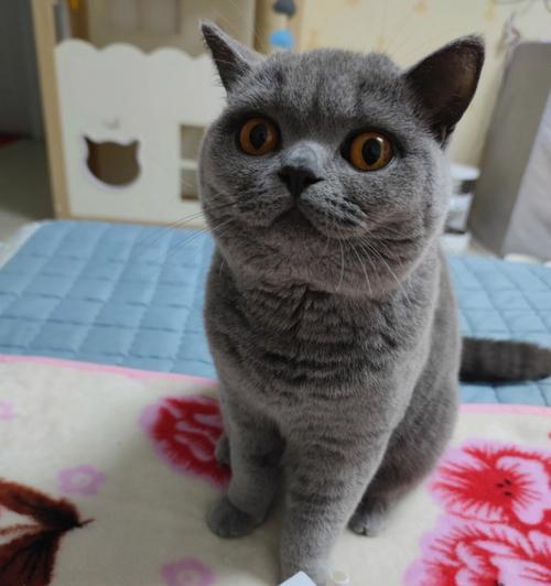 猫咪喝酸奶的利与弊（以宠物为主的饮食健康）