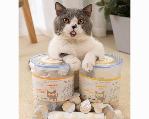 能否让宠物猫喂牛奶（猫咪能否喂牛奶）