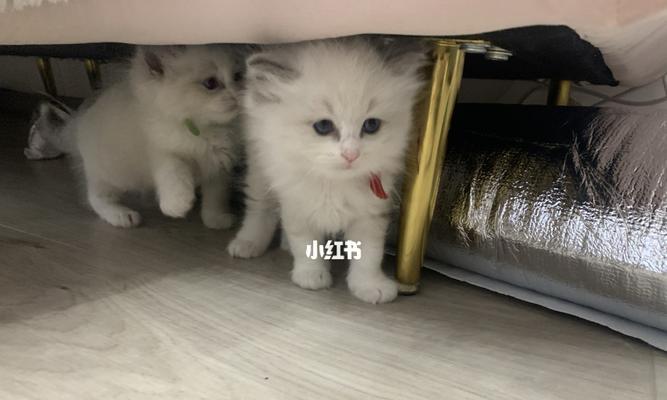 让流浪猫咪找到温暖的家（为什么要给流浪猫咪一个家）