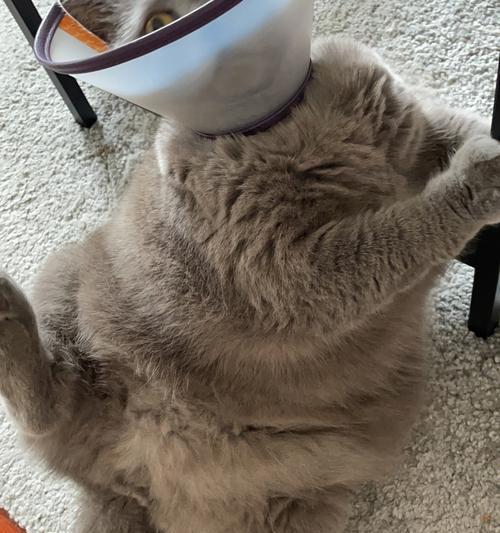 猫咪尿闭，小心症状（猫咪尿布难当）