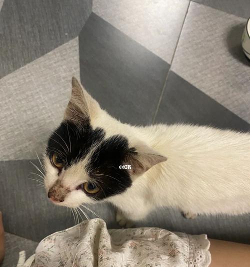 如何正确抱怕生的猫咪（让你的宠物猫咪变得亲近你的小技巧）
