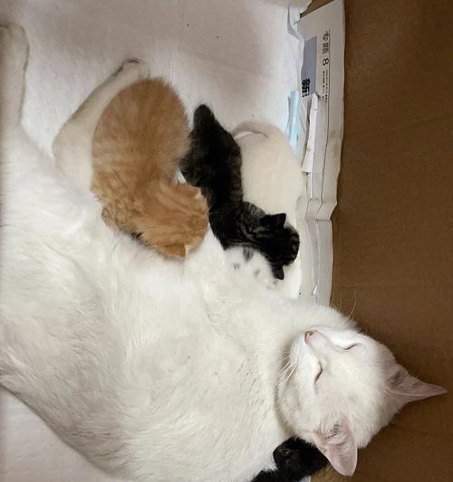 如何正确抱怕生的猫咪（让你的宠物猫咪变得亲近你的小技巧）