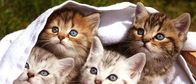 猫咪驱虫的正确方式（以配种为手段保护宠物健康）