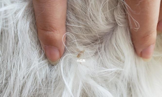猫咪皮肤病的治疗方法（让宠物舒适健康的5种皮肤病治疗方案）