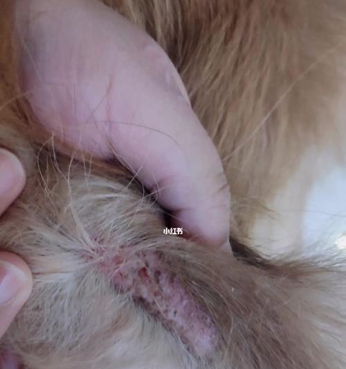 猫咪皮肤病的治疗方法（让宠物舒适健康的5种皮肤病治疗方案）