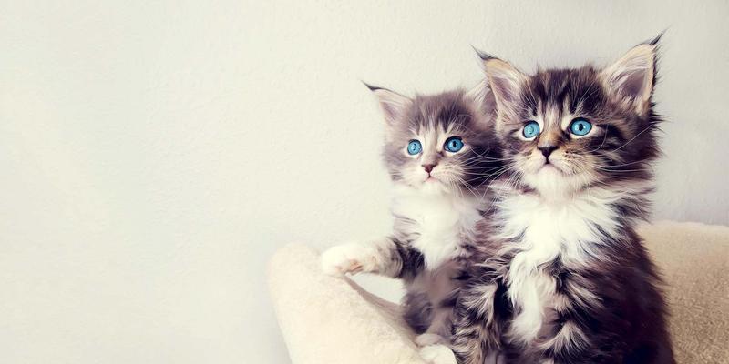 宠物猫在秋季需要保暖（如何为猫咪准备温暖的秋天）