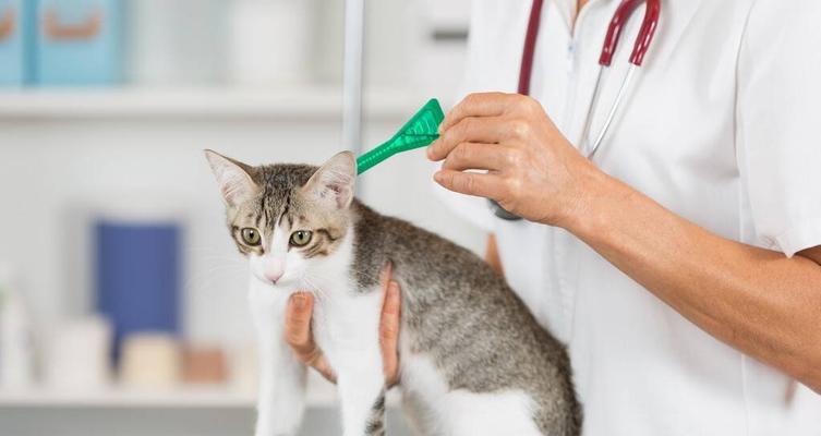 猫咪驱虫后毛发护理必备（宠物主人必读）