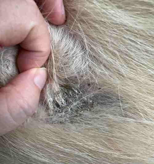 猫咪驱虫掉毛指南（打造健康萌宠）