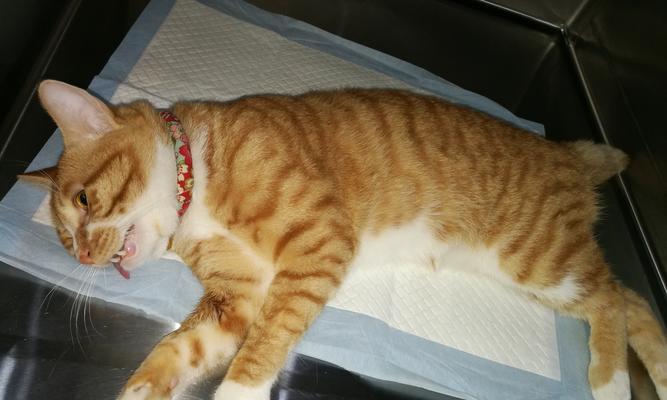 宠物猫咪的妊娠终止术详解（了解猫咪妊娠终止术）