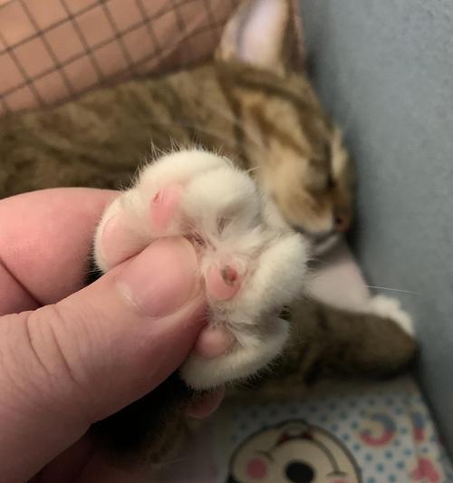 猫咪肉垫受伤了，怎么办（宠物养护小常识分享）