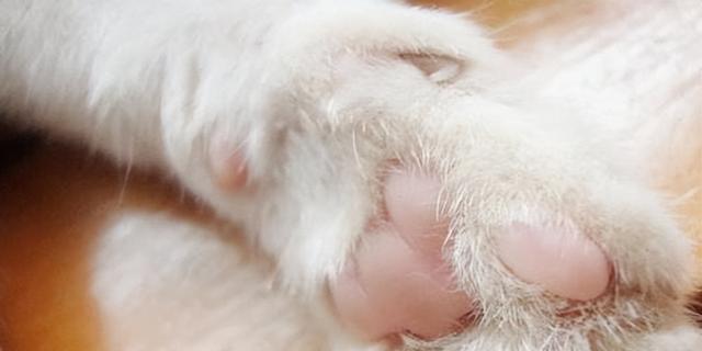 猫咪肉垫为何特别凉（探究猫咪肉垫的生理机制与保护方法）