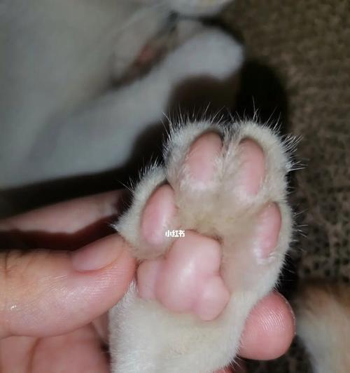 猫咪肉垫为何特别凉（探究猫咪肉垫的生理机制与保护方法）