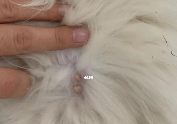 小心（宠物毒性知多少）