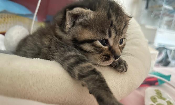 如何帮助宠物猫咪解决三个月便秘（一位宠物主人的经验分享）