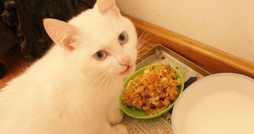 猫咪上火该吃什么（宠物健康必看）