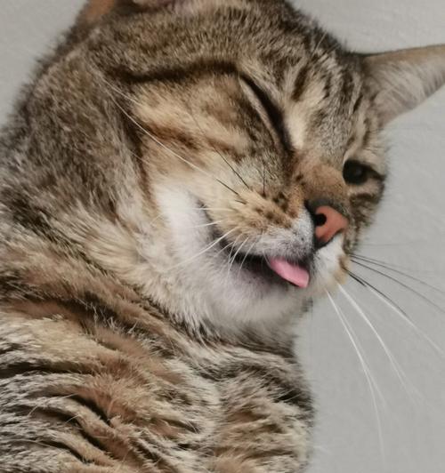 猫咪的坚韧生命（一只猫咪战胜恶性肿瘤和残缺舌头的感人故事）