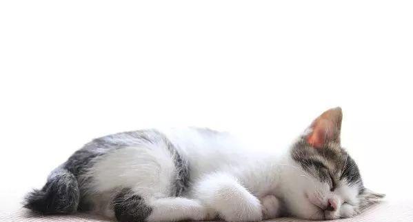 如何让宠物小猫不再拉床（掌握正确的训练技巧）