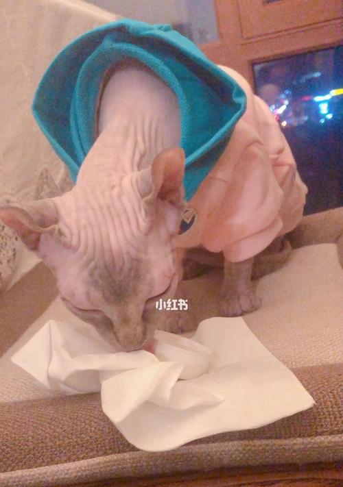 小猫拉肚子怎么办（宠物也需要及时处理拉肚子问题）