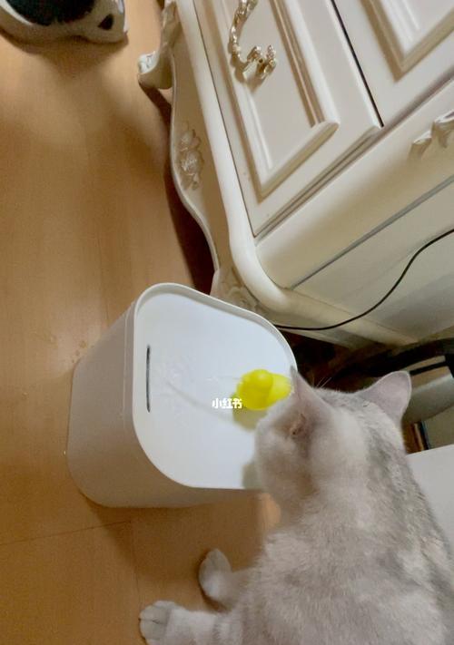 宠物小猫拉肚子喝水过多的原因与应对方法（宠物医生告诉你如何帮助小猫恢复健康）