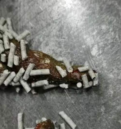 宠物小猫拉屎出血原因及处理方法（关爱宠物健康）